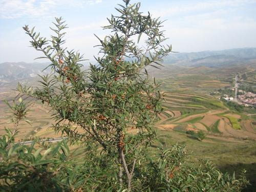 梦见山上的树燃烧