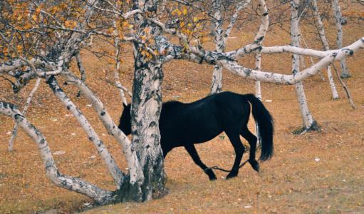 梦见日行千里 梦见日行千里