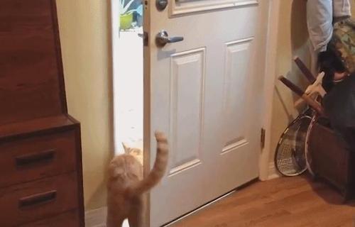 梦见房门被打开