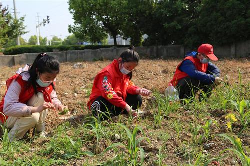 梦见在田里拔草
