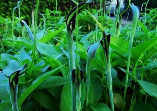 梦见在玉米地里拔草 梦见在玉米地里拔草