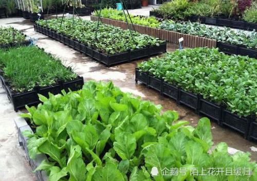 梦见在种菜 梦见在种菜