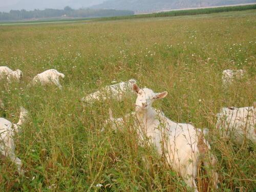 梦见在老家放羊 梦见在老家放羊