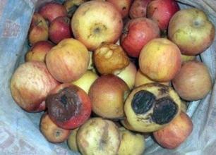 梦见吃烂苹果 梦见吃烂苹果