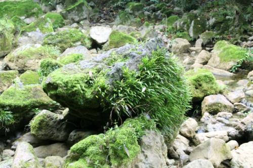 梦见水里长草 梦见水里长草