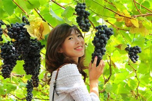 梦见下山摘葡萄 梦见下山摘葡萄