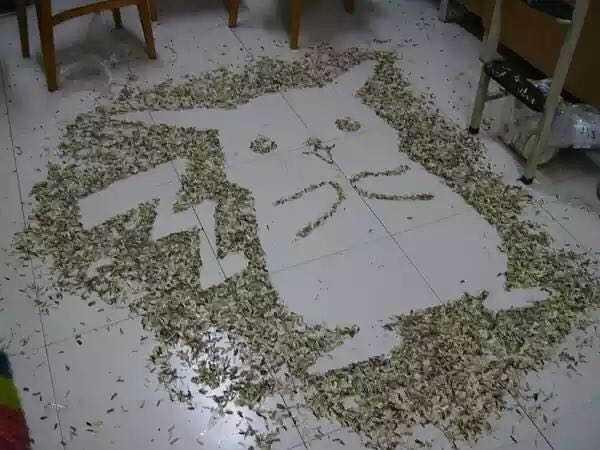 梦见瓜子撒了一地 梦见瓜子撒了一地