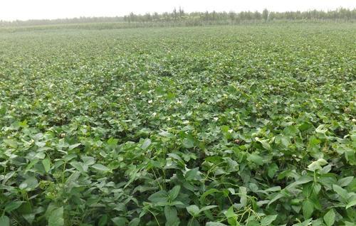 梦见棉花地 梦见棉花地