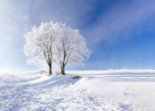 梦见白茫茫的雪