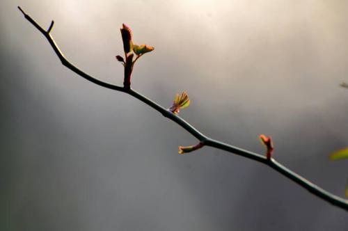 梦见草木发芽 梦见草木发芽