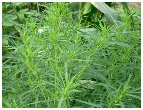 梦见土中发现黄金