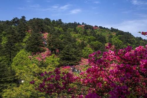 梦见大片杜鹃花盛开