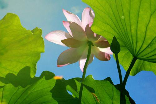 梦见六月 梦见六月