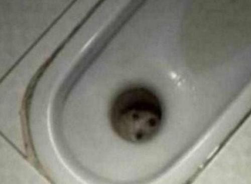 梦见上厕所掉坑里 梦见上厕所掉坑里