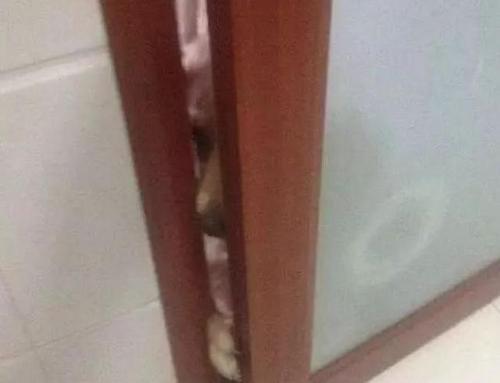 梦见上厕所被偷看了 梦见上厕所被偷看了