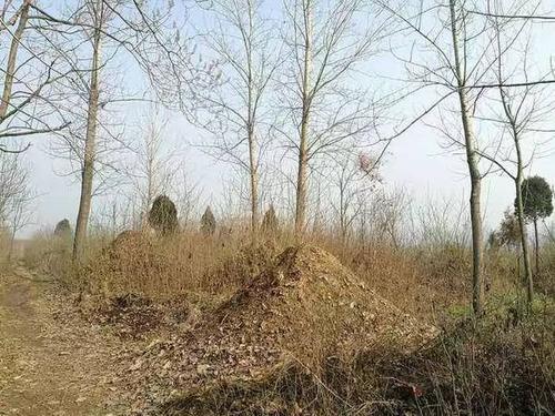 梦见坟上长树 梦见坟上长树