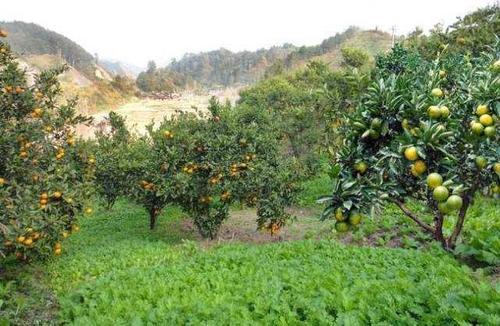 梦见进入到果园中