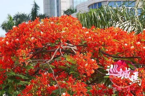 梦见树开出红色的花 梦见树开出红色的花