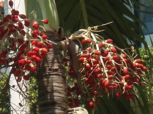 梦见树上结满了红果子