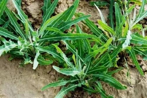 梦见挖好多苦菜 梦见挖好多苦菜