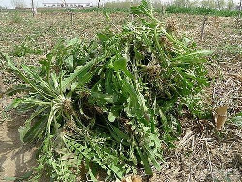 梦见到处挖野菜