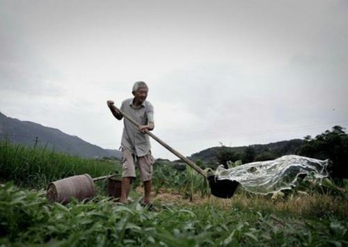 梦见掏粪浇菜 梦见掏粪浇菜