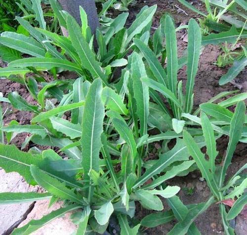 梦见拔苦菜 梦见拔苦菜