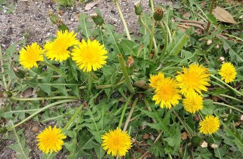 梦见苦菜开花 梦见苦菜开花