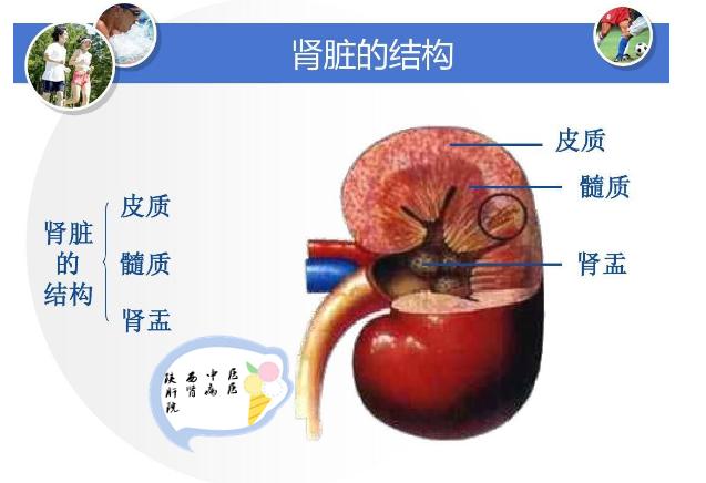 梦见肾