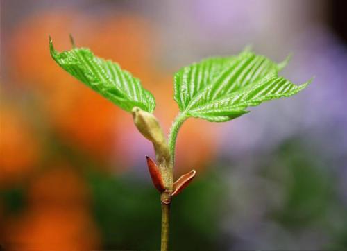 梦见新事物