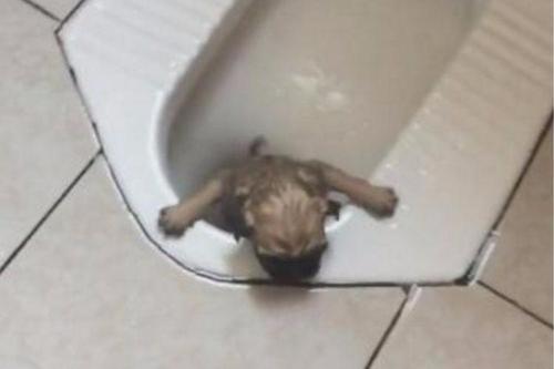 梦见掉厕所