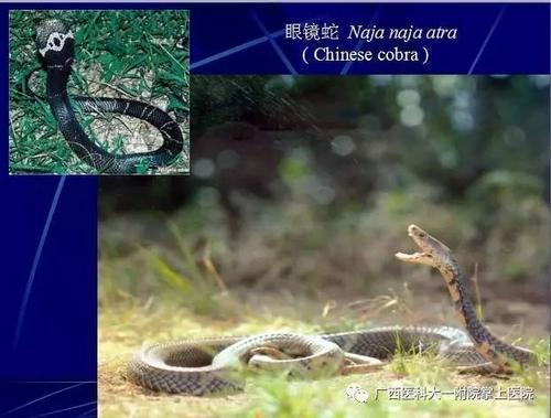 梦见蛇进了我裤腿里
