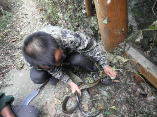 梦见蛇钻进裤子