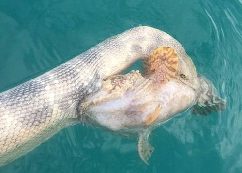 梦见鱼都死光了