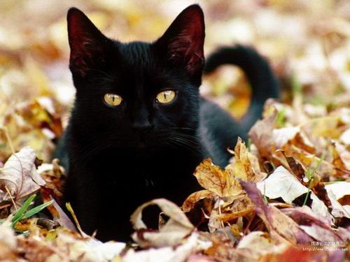 梦见和黑猫玩