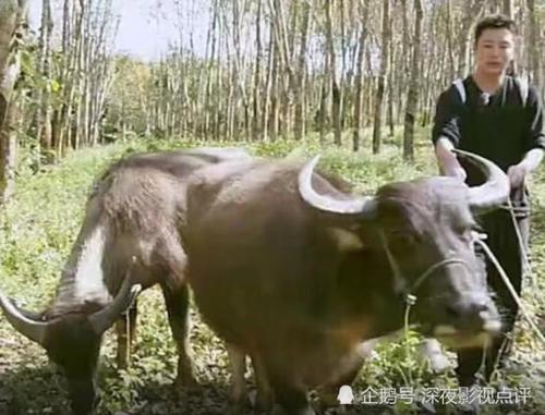 梦见被牛追赶