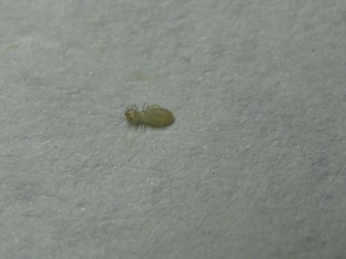 梦见很多虫子飞进家