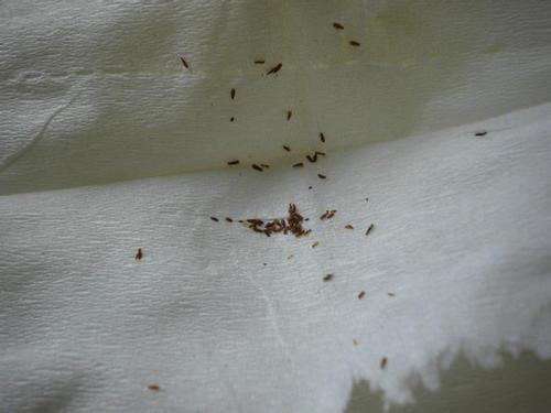 梦见腿上爬了好多虫子