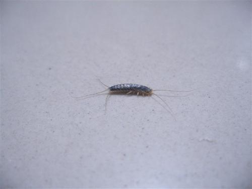 梦见小虫子爬在身上
