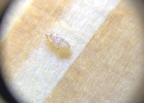 梦见屋里全是虫