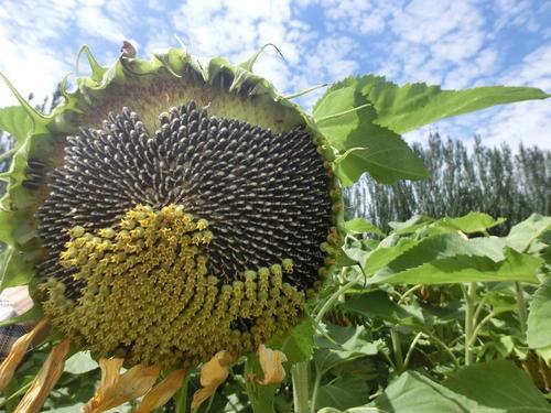梦见向日葵瓜子