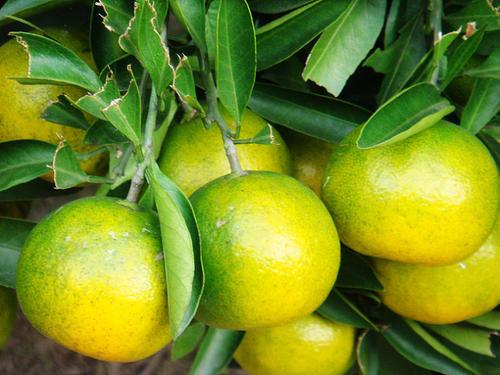 梦见没成熟的桔子 梦见没成熟的桔子