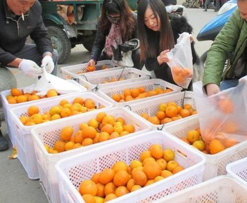 梦见买桔子