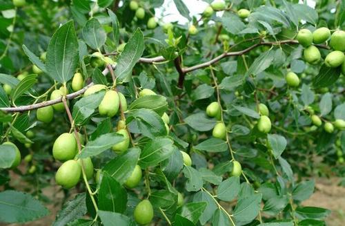 梦见枣树没有枣子 梦见枣树没有枣子