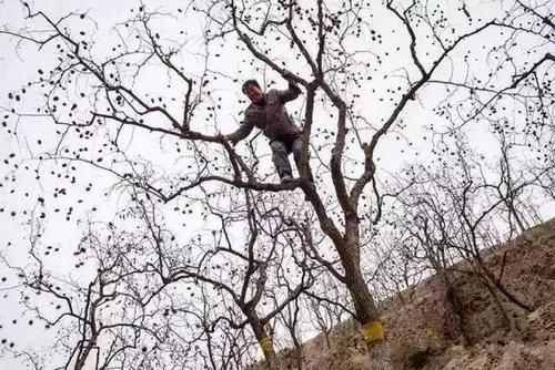 梦见打枣拾枣
