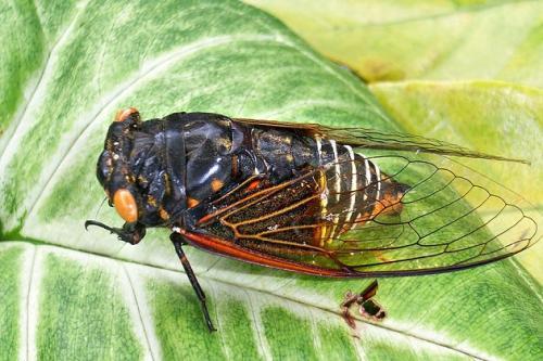 梦见死了的知了 梦见死了的知了