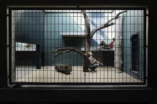 梦见被铁笼子关起来 梦见被铁笼子关起来