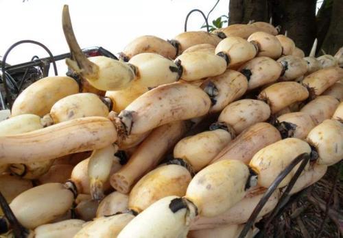 梦见买藕 梦见买藕