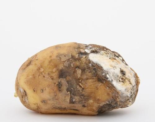 梦见土豆发霉 梦见土豆发霉