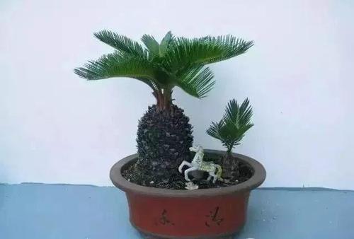 梦见盆景植物